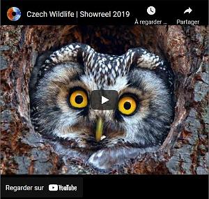 309 Czech Wildlife  Showreel 2019